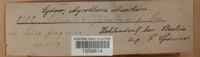 Steccherinum fimbriatum image